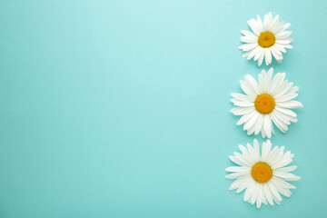 Spring and summer chamomile flowers on a blue background.