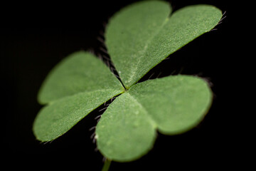 Close-up of clover leaves with black background