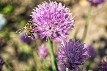Blühender Schnittlauch mit Honigbiene