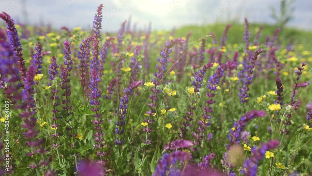 Poster camera moves through field with summer wildflowers. lush summer greenery and colorful flowers in mea