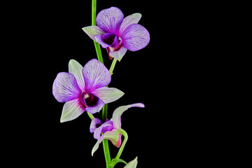 purple orchid isolated on black