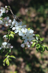 Branch of a blossoming apple tree in a spring garden.
