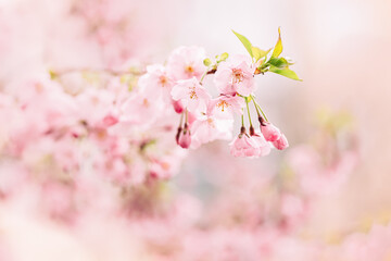 Amazing pink cherry blossoms on the Sakura tree. Beautiful spring tree.
