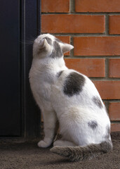 A homeless white with gray spots cat sits in front of closed doors. The problem with stray stray animals,help for animals