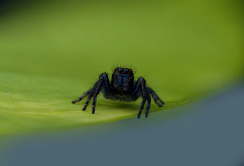 NINJA the black spider got tired of framing ad lighting, Black beauty with red ring border eyes. 