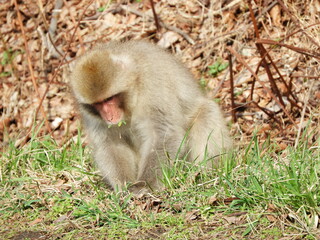 白神山地のニホンザル
