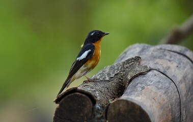 Mugimaki Flycatcher The upper body head is black. Behind the eyes are short white eyebrows-like stripes, large white wings, the neck, chest and belly above dark orange. Vachirabenjatat Park, Thailand.