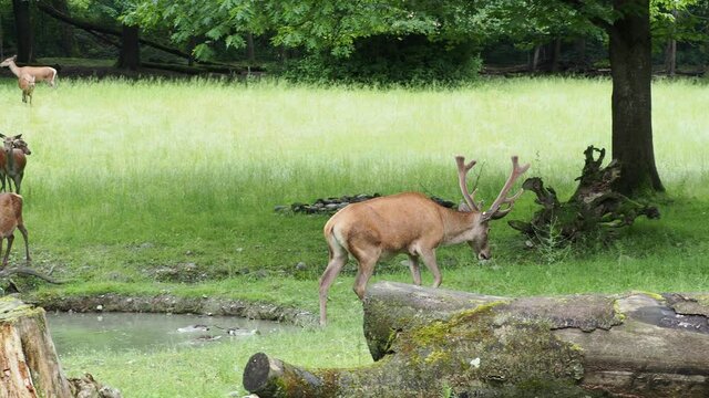 (Cervus elaphus) Jeune cerf &eacute;laphe ou daguet avec ses bois accompagn&eacute; de sa harde de biches dans une clairi&egrave;re en Suisse