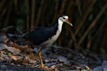 White-breasted Waterhen Amaurornis phoenicurus,Walk near the canal, next to creating bamboo to find food. Thailand.