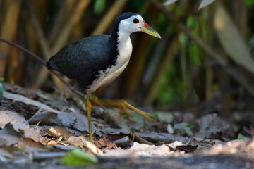 White-breasted Waterhen Amaurornis phoenicurus,Walk near the canal, next to creating bamboo to find food. Thailand.