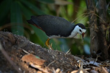 White-breasted Waterhen Amaurornis phoenicurus,Walk near the canal, next to creating bamboo to find food. Thailand.