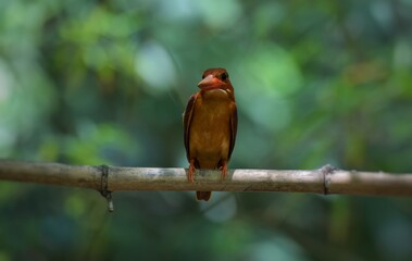 Ruddy Kingfisher Long mouth, head, wide mouth at the base of the mouth Sharp, straight and strong The red body has an iridescent, blue-purple color on a beautiful bamboo branch. Sirikit Park Thailand.