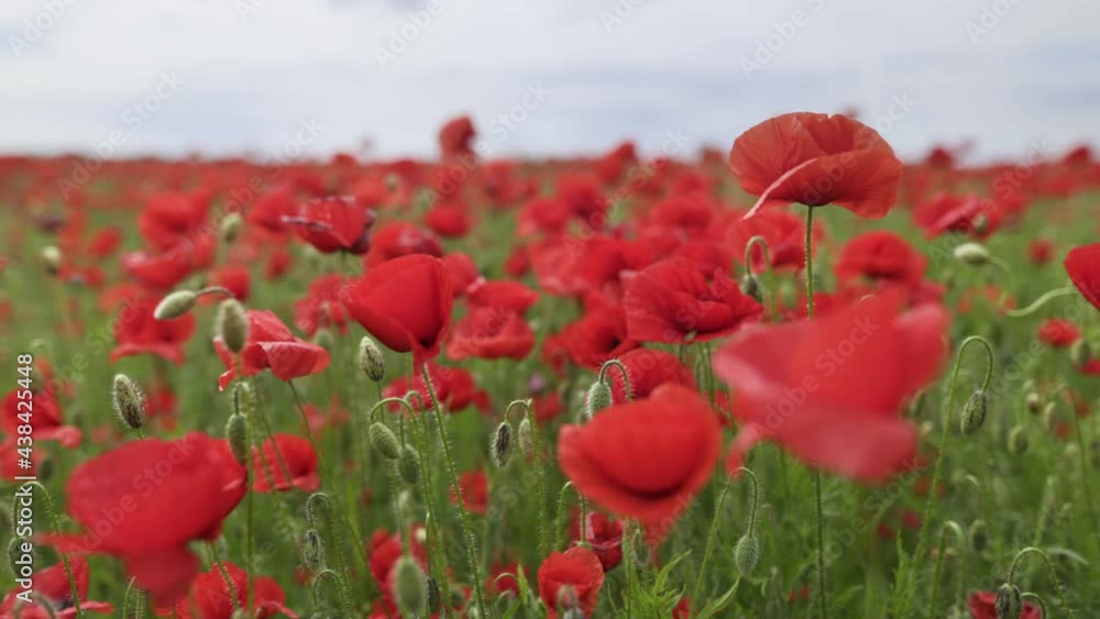 Poster Walk in the poppy field. Camera moves between the flowers of red poppies in an endless field. Poppies sway in the wind. Gimbal shot, slow motion