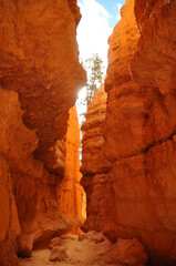 The wavy path between huge rocks in Paunsaugunt Plateau of Bryce Canyon National Park, USA 