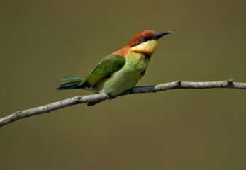 Chestnut-headed Bee-eater Head to back, orange, black eye band, neck and chest, bright yellow chest with small black and orange stripes, green body. Sticking to the branches.