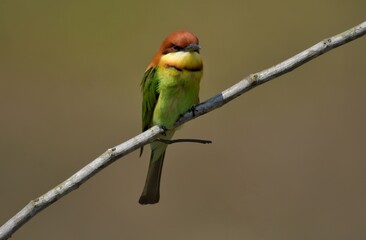Chestnut-headed Bee-eater Head to back, orange, black eye band, neck and chest, bright yellow chest with small black and orange stripes, green body. Sticking to the branches.