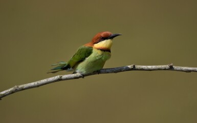 Chestnut-headed Bee-eater Head to back, orange, black eye band, neck and chest, bright yellow chest with small black and orange stripes, green body. Sticking to the branches.