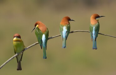 Chestnut-headed Bee-eater Head to back, orange, black eye band, neck and chest, bright yellow chest with small black and orange stripes, green body. Sticking to the branches.