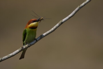 Chestnut-headed Bee-eater Head to back, orange, black eye band, neck and chest, bright yellow chest with small black and orange stripes, green body. Sticking to the branches.