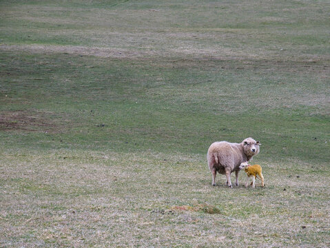 A ewe and new born lamb stained yellow with meconium in a remote field - taken in a remote area of open grazing around Westerwick on Mainland, Shetland, UK