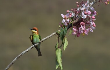 Chestnut-headed Bee-eater Head to back, orange, black eye band, neck and chest, bright yellow chest with small black and orange stripes, green body. Sticking to the branches.
