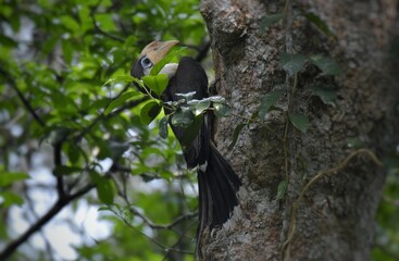 White-throated Brown Hornbill, Austen's brown hornbill in nature, Khao Yai National Park, Thailand. © Pluto Mc