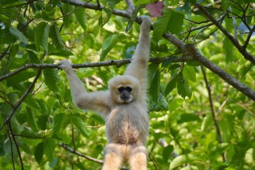 White-handed gibbon or Gibbons on trees, gibbon hanging from the tree branch. Animal in the wild, Khao Yai National Park, Thailand