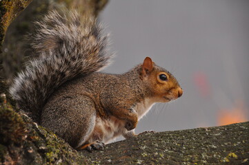 Naklejka na ściany i meble Eastern gray squirrel sitting on a tree in Portland