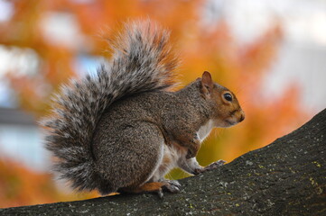 Obraz premium Portrait of eastern gray squirrel on a branch
