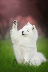 Obraz premium samoyed dog blossom portrait give paw