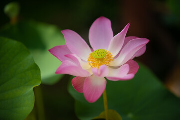 Fototapeta premium Pink lotus flowers are blooming beautifully with lotus leaf blurred background. Name in Thailand is called 