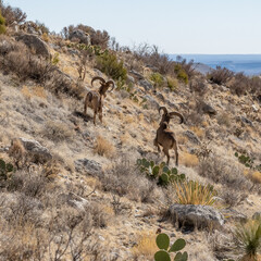 Two Male Barbary Sheep in Guadalupe Mountains