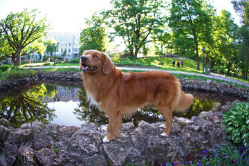 Beautiful Nova Scotia Duck Tolling Retriever (Toller dog) posing outdoors standing on stones in a...
