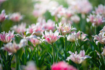 Fototapeta premium Field pink flower tulip close up on a blurred background
