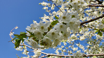 Apple tree blossom. Fruit trees blooming in spring.