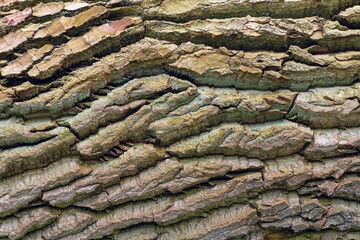 Detail of old poplar tree bark