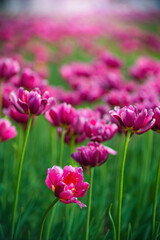 Field red flower tulip close up on a blurred background