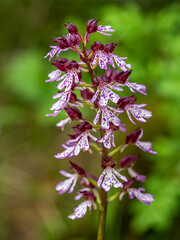 purple orchid (Orchis purpurea) on a blurred background in the Alps