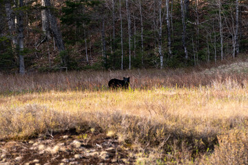 Obraz na płótnie Canvas Black bear foraging in Crawford Notch State Park, New Hampshire.