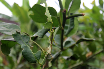 Grasshoppers that eat lime leaves.