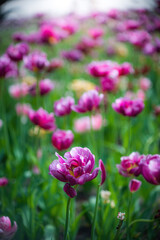 Field purple flower tulip close up on a blurred background