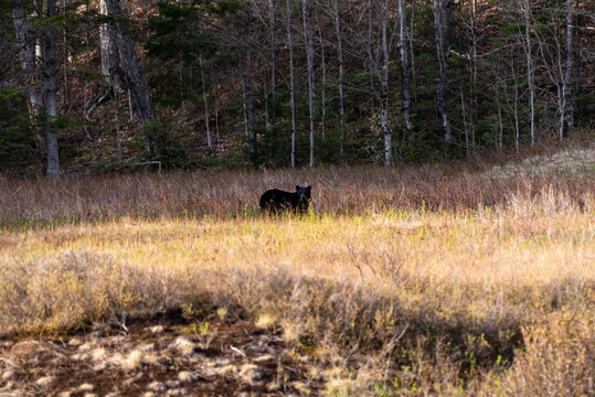 Black bear foraging in Crawford Notch State Park, New Hampshire. © Billy