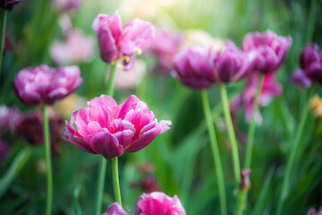 Field purple flower tulip close up on a blurred background