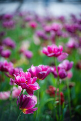 Field purple flower tulip close up on a blurred background