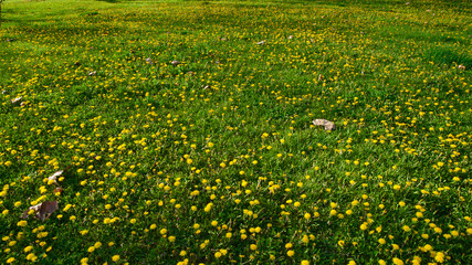 Yellow and white daisies in the grass. Wildflowers in the spring.