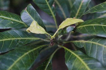 tree green leaves flower