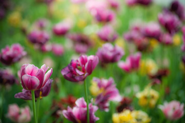 Field purple flower tulip close up on a blurred background