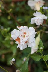 Obraz premium tree green leaves flower