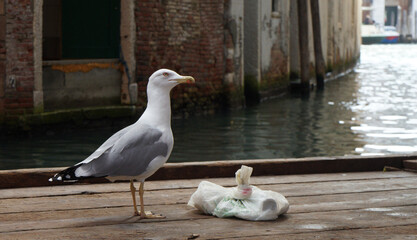 a gull resting on a wooden platform in front of a garbage bag on a canal in Venice, Italy