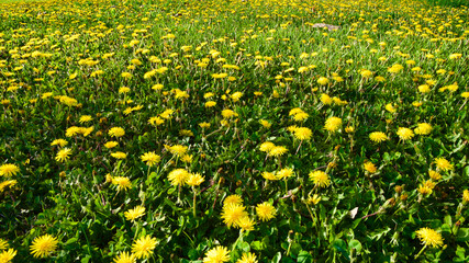 Yellow and white daisies in the grass. Wildflowers in the spring.